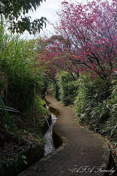 風尾步道 025.JPG