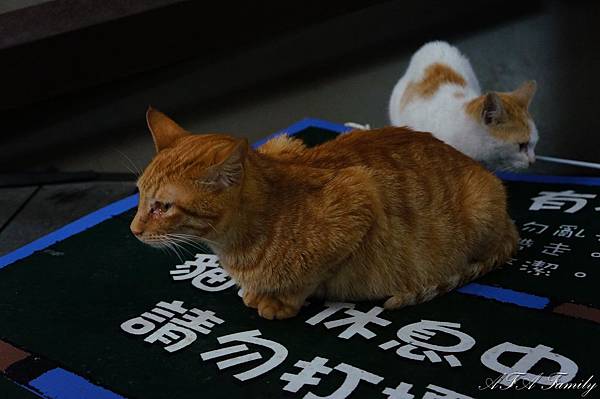 猴峒貓村 016.JPG