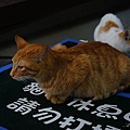 猴峒貓村 016.JPG