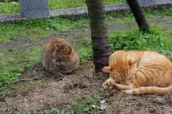 猴峒貓村 020.JPG