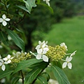 大屯自然公園環湖步道 053.JPG