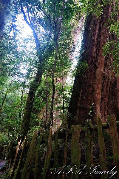 2019-07-21 司馬庫斯 150.JPG