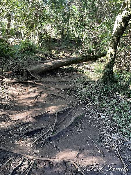 2023-11-09 大屯主峰連峰環形步道 086.jpg