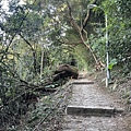 2023-11-20 面天山-向天山步道 022.jpg