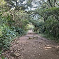 2023-11-20 面天山-向天山步道 037.jpg