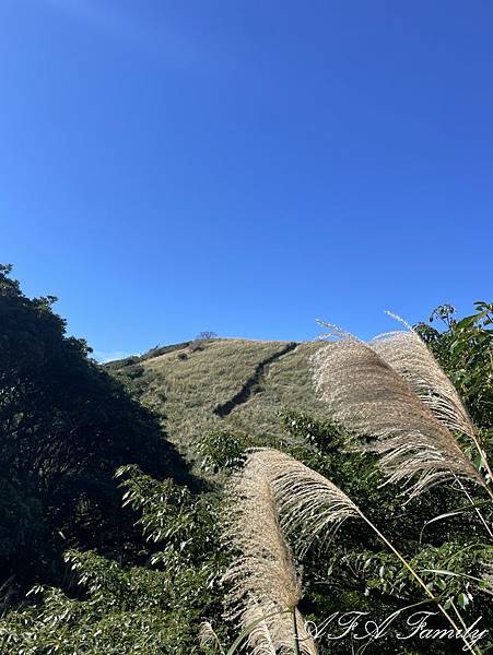 2023-11-20 面天山-向天山步道 081.jpg