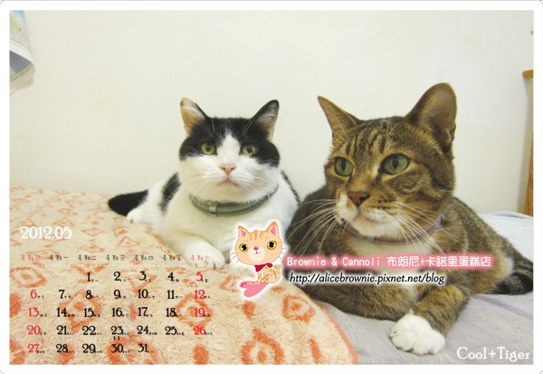2012_5_TigerCool.jpg 2012_5_TigerCool.jpg