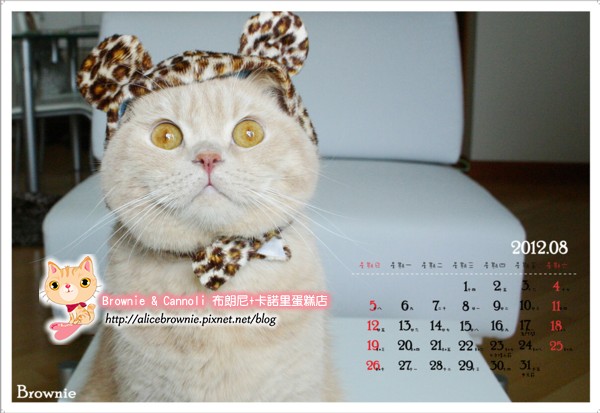 2012_8_Brownie.jpg 2012_8_Brownie.jpg