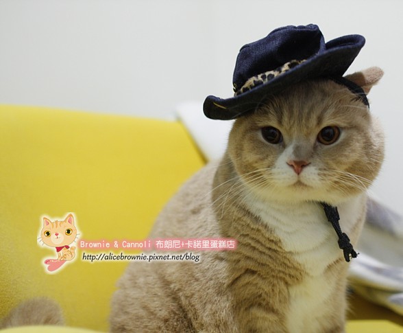 C_12294_CowBoy.JPG C_12294_CowBoy.JPG