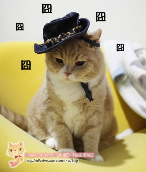 C_12296_CowBoy.JPG C_12296_CowBoy.JPG