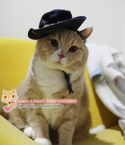C_12298_CowBoy.JPG C_12298_CowBoy.JPG