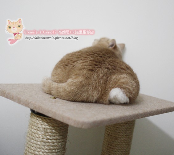 C_12502_CatTree.JPG C_12502_CatTree.JPG