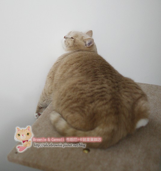 C_12503_CatTree.JPG C_12503_CatTree.JPG