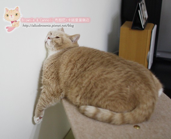 C_12501_CatTree.JPG C_12501_CatTree.JPG