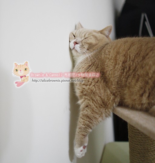 C_12504_CatTree.JPG C_12504_CatTree.JPG
