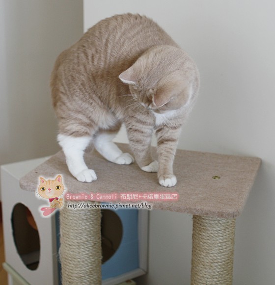 C_12657_CatTree.JPG