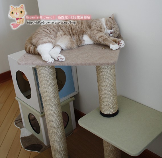 C_12656_CatTree.JPG