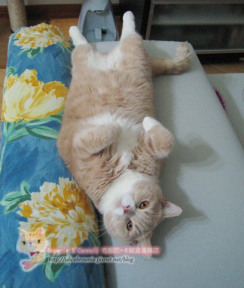 C_12695_Sofa.JPG C_12695_Sofa.JPG