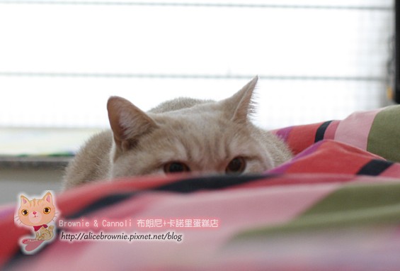 C_12446_Hiding.JPG C_12446_Hiding.JPG