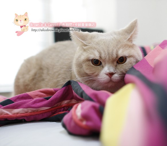 C_12449_Hiding.JPG C_12449_Hiding.JPG
