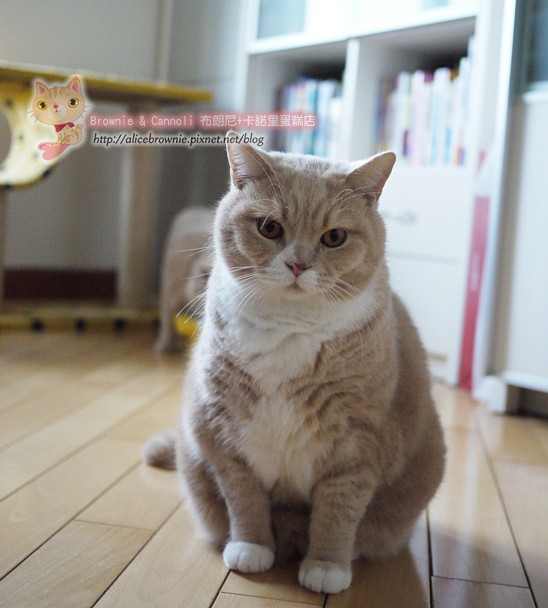 C_14867_Fatty.JPG C_14867_Fatty.JPG