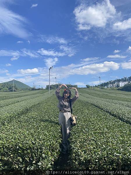 【濟州景點】O'Sulloc Tea Museum오설록 티 【濟州景點】O'Sulloc Tea Museum오설록 티