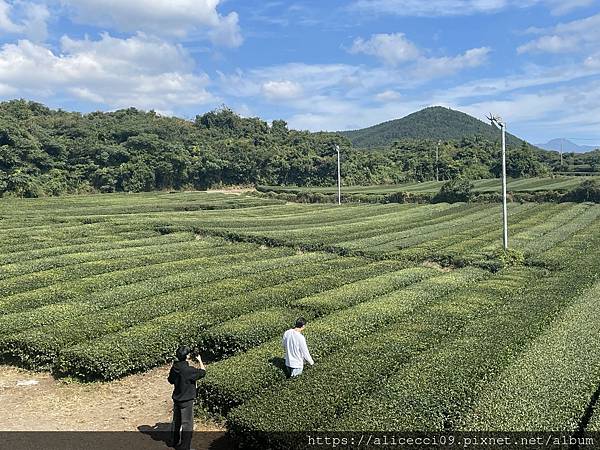 【濟州景點】O'Sulloc Tea Museum오설록 티 【濟州景點】O'Sulloc Tea Museum오설록 티