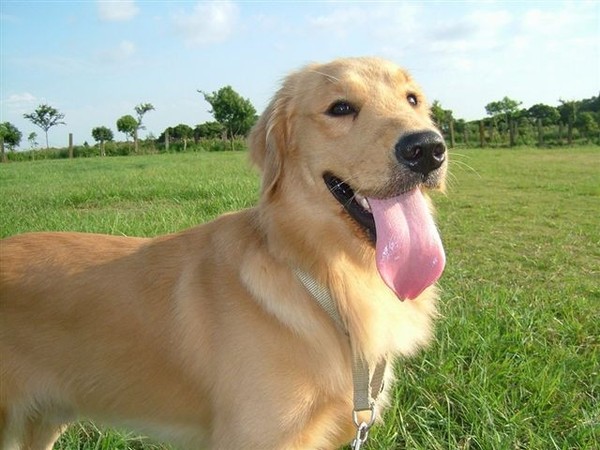 台中之行、青青大草原94.05.29. (93)