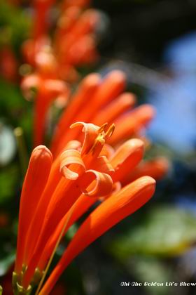 960223 新年遊-炮彈花