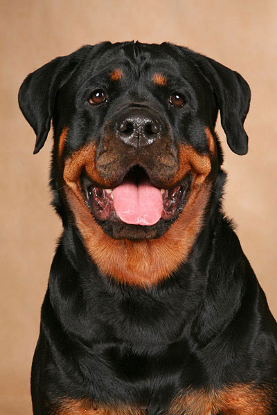 rottweiler_03.jpg rottweiler_03.jpg