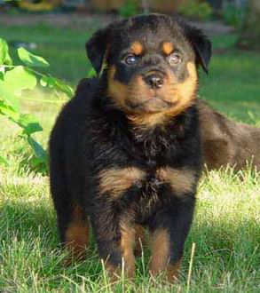 rottweiler02.jpg rottweiler02.jpg