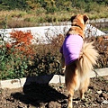 20111107_151cha.jpg