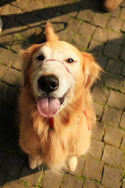 20120205 (15)cha.jpg