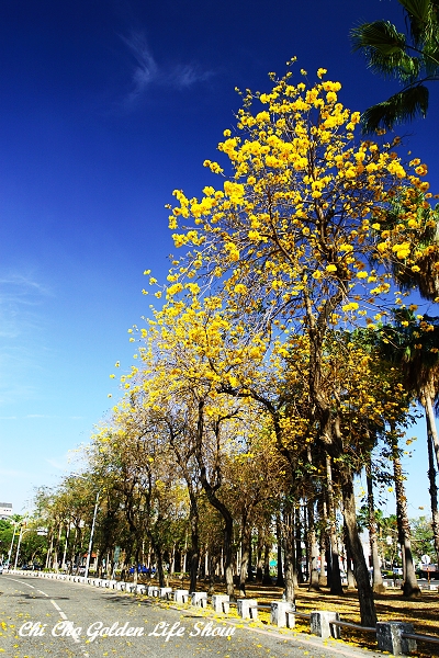 20090224_010cha.jpg 20090224_010cha.jpg