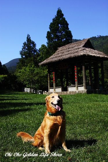 20090508_099cha.jpg 20090508_099cha.jpg