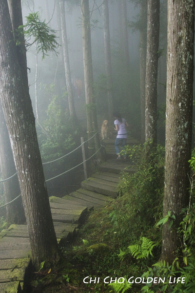 20090709_033cha.jpg 20090709_033cha.jpg