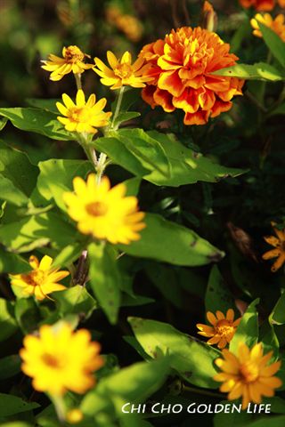 20091031_054cha.jpg 20091031_054cha.jpg