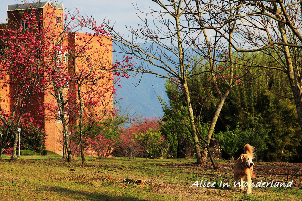 20100209_001cha.jpg 20100209_001cha.jpg
