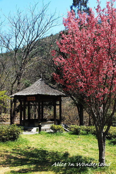 20100228_003cha.jpg 20100228_003cha.jpg