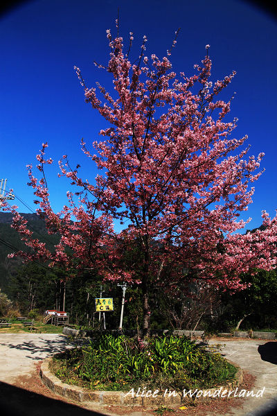 20100228_035cha.jpg 20100228_035cha.jpg