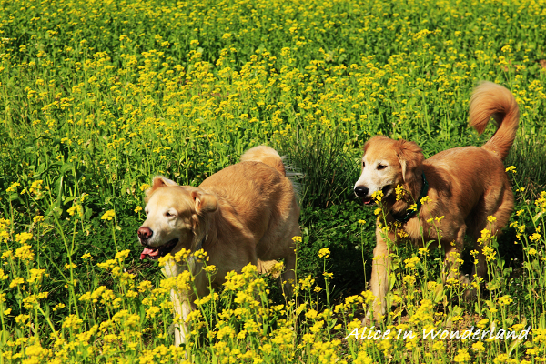 20100228_092cha.jpg 20100228_092cha.jpg