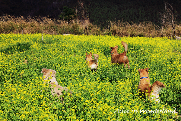 20100228_104cha.jpg 20100228_104cha.jpg