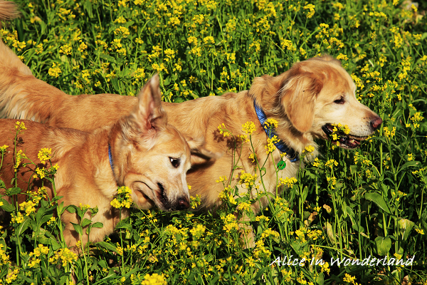 20100228_110cha.jpg 20100228_110cha.jpg