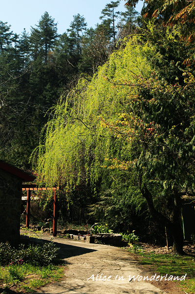 20100301_019cha.jpg 20100301_019cha.jpg