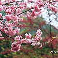 20110224_105cha.jpg