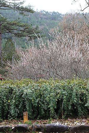 20110224_055cha.jpg 20110224_055cha.jpg