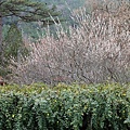 20110224_055cha.jpg