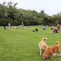 20110409_077cha.jpg