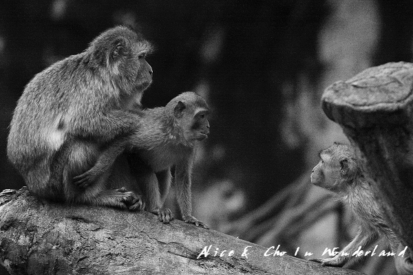 20110115_176tifcha.jpg 20110115_176tifcha.jpg