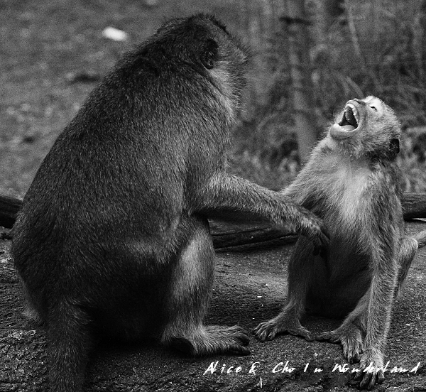 20110115_138tifcha.jpg 20110115_138tifcha.jpg